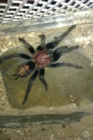 Cyclosternum fasciatum