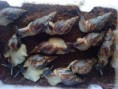 Achatina reticulata