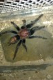 Cyclosternum fasciatum